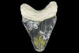 Serrated, Fossil Megalodon Tooth - Bone Valley, Florida #145090-1